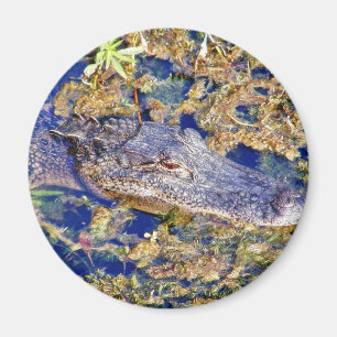 Gator Aligators Swamps Magnet