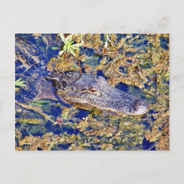 Gator Aligators Swamps Postcard (Front)
