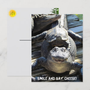 Gator and Turtle - Florida Tourist Postcard 
