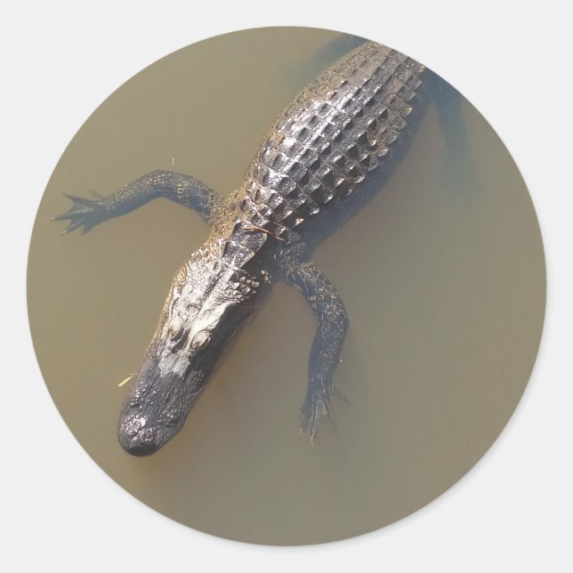 Gator Floating Classic Round Sticker (Front)