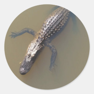 Gator Floating Classic Round Sticker