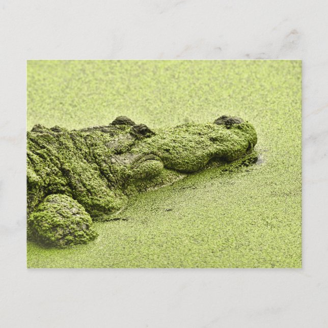 Gator - Green In Duckweed Postcard (Front)