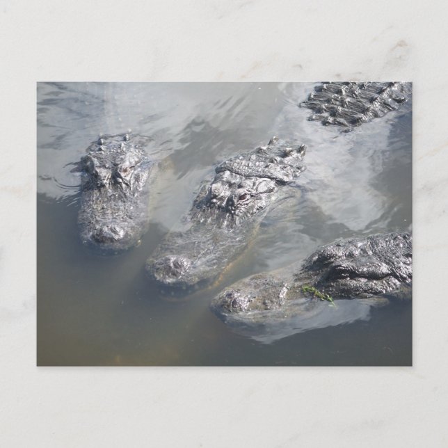 GATOR GREETINGS POSTCARD (Front)