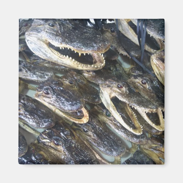 Gator Head Magnet (Devant)