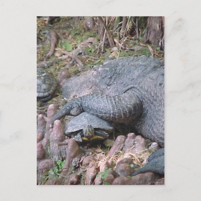 "Gator Hugs" Postcard (Front)