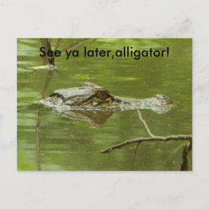 Gator in water close up postcard