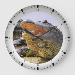 gator large clock