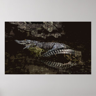 Gator Portrait Poster