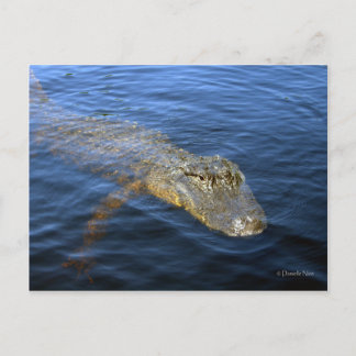 Gator Postcard