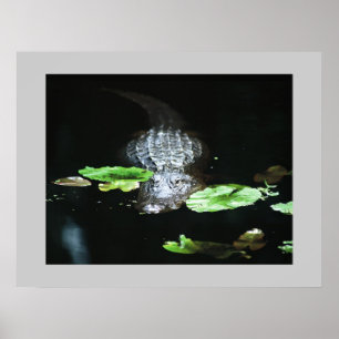 Gator Poster