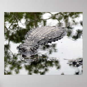 Gator Poster