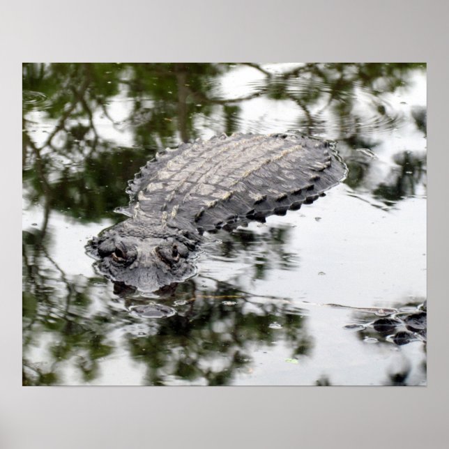 Gator Poster (Front)