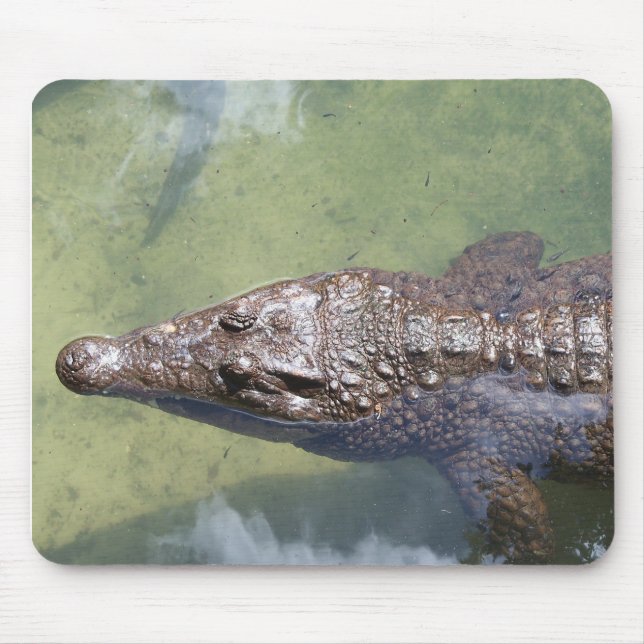 gator swimming mouse pad (Front)