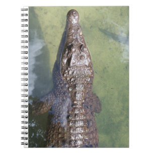 gator swimming notebook