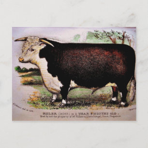 Gauci Hereford Cattle Postcard