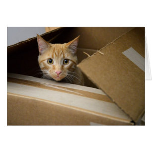 Gaufres dans une carte de Kitty de boîte