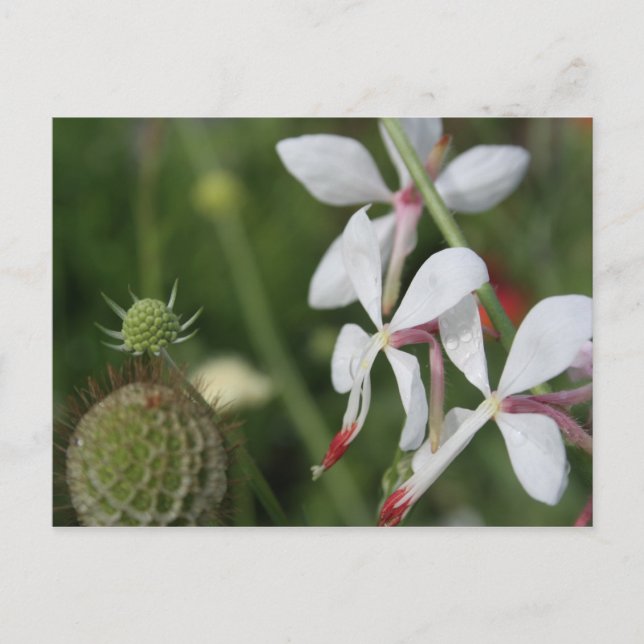 Gaura Postcard (Front)