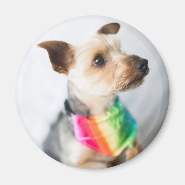 Gay Pride Rainbow Dog | Yorkshire Terrier Magnet (Front)