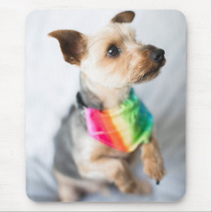 Gay Pride Rainbow Dog   Yorkshire Terrier Mouse Pad