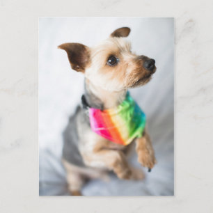 Gay Pride Rainbow Dog Yorkshire Terrier Postcard