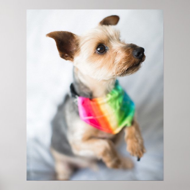 Gay Pride Rainbow Dog | Yorkshire Terrier Poster (Front)