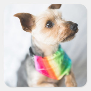 Gay Pride Rainbow Dog Yorkshire Terrier Square Sticker