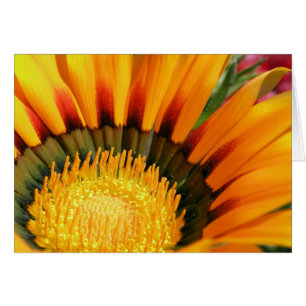 Gazania