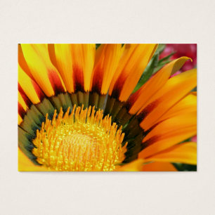 Gazania