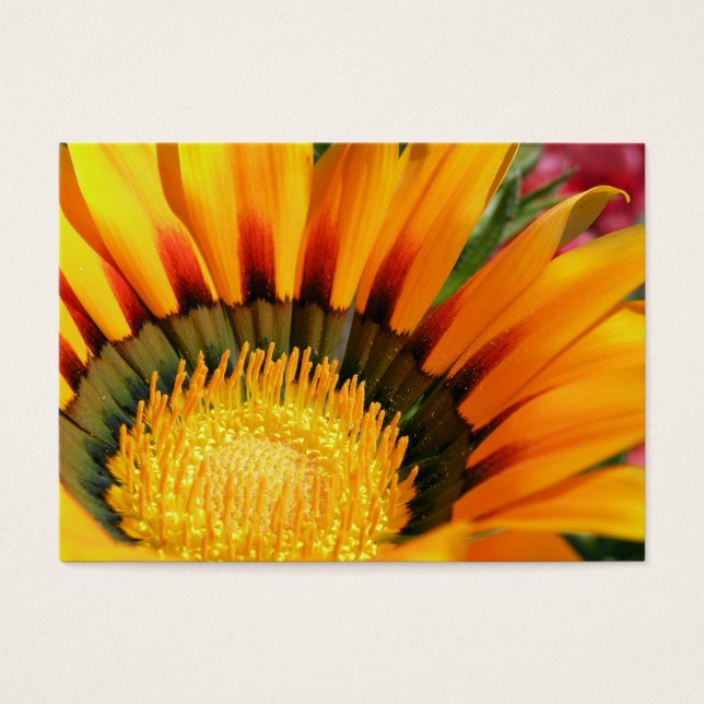 Gazania (Front)