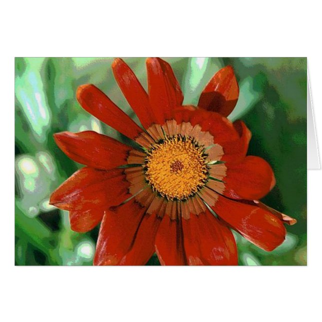 Gazania (Front Horizontal)