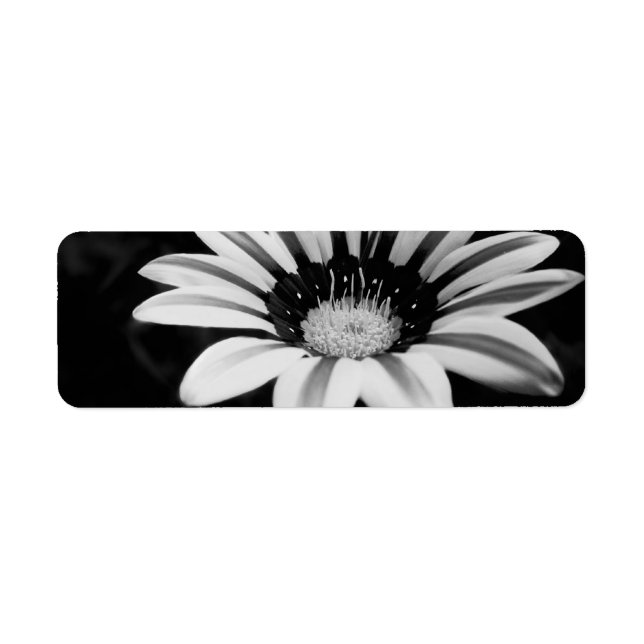 GAZANIA (Front)