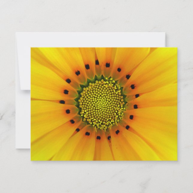 GAZANIA (Front)