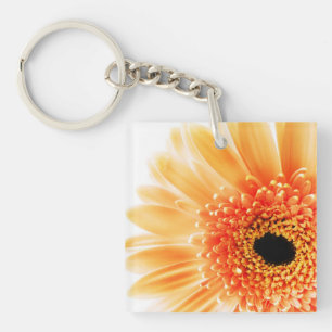 Gazania