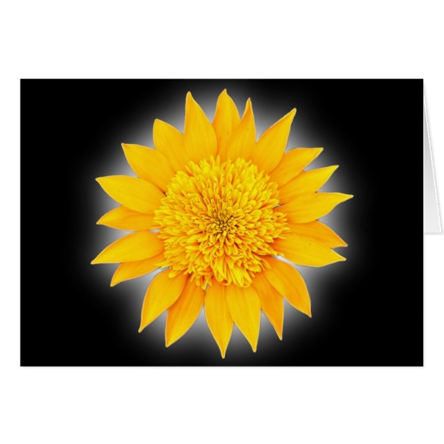 Gazania Blossom (Front Horizontal)