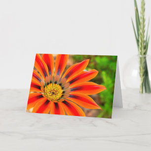Gazania Card