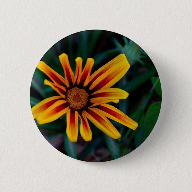 Gazania flower 2 inch round button (Front)