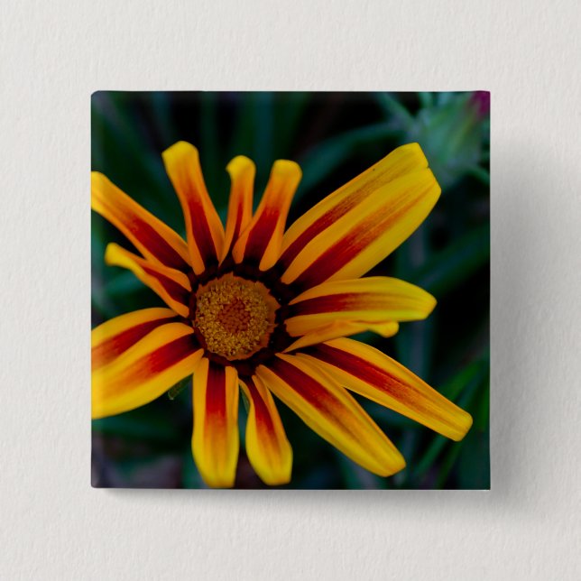 Gazania flower 2 inch square button (Front)