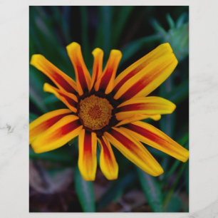 Gazania flower flyer