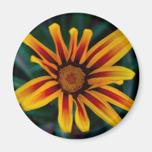 Gazania flower magnet