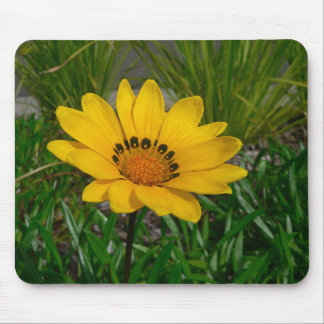 Gazania Flower Mouse Pad