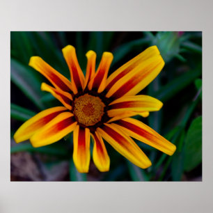 Gazania flower poster