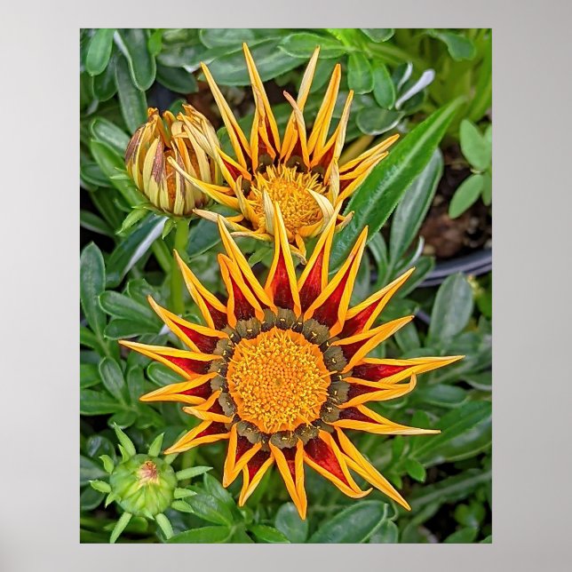 Gazania Flower Poster (Front)