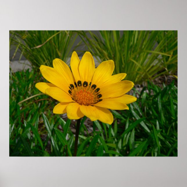 Gazania Flower Poster (Front)