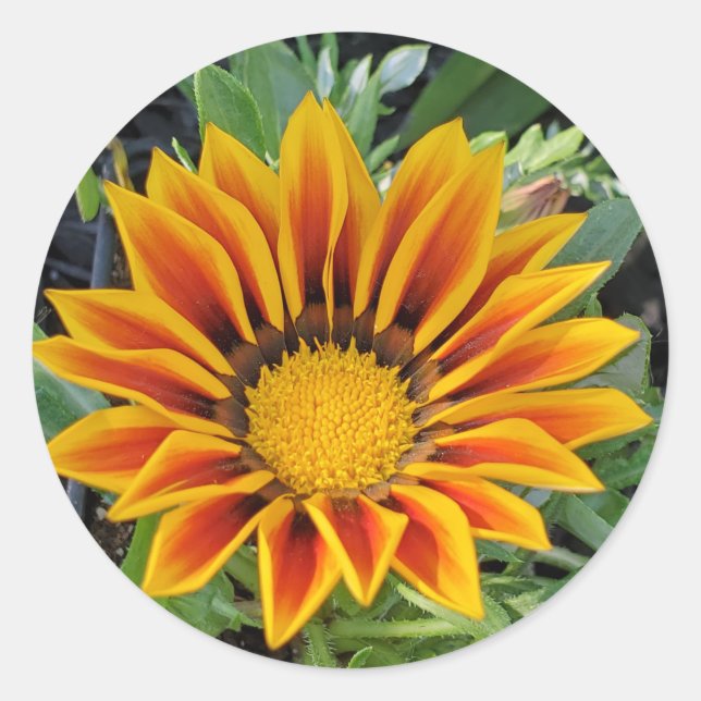 Gazania flower Sticker (Front)