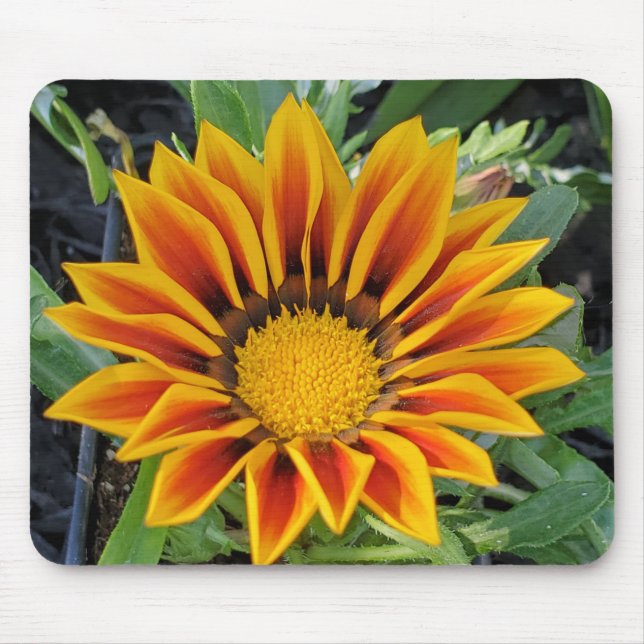 Gazania Mousepad (Front)