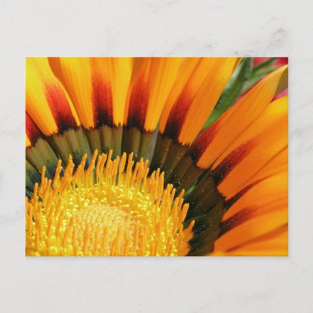 Gazania Postcard (Front)