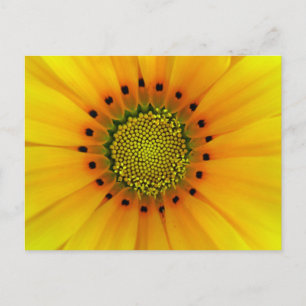Gazania Postcard