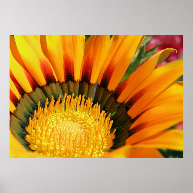 Gazania Poster (Front)