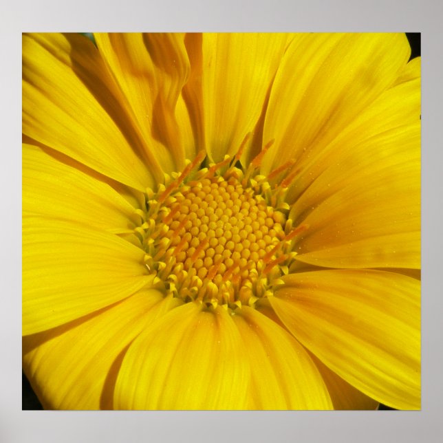 Gazania Poster (Front)