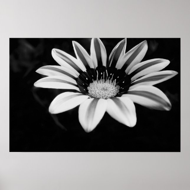 Gazania Poster (Front)